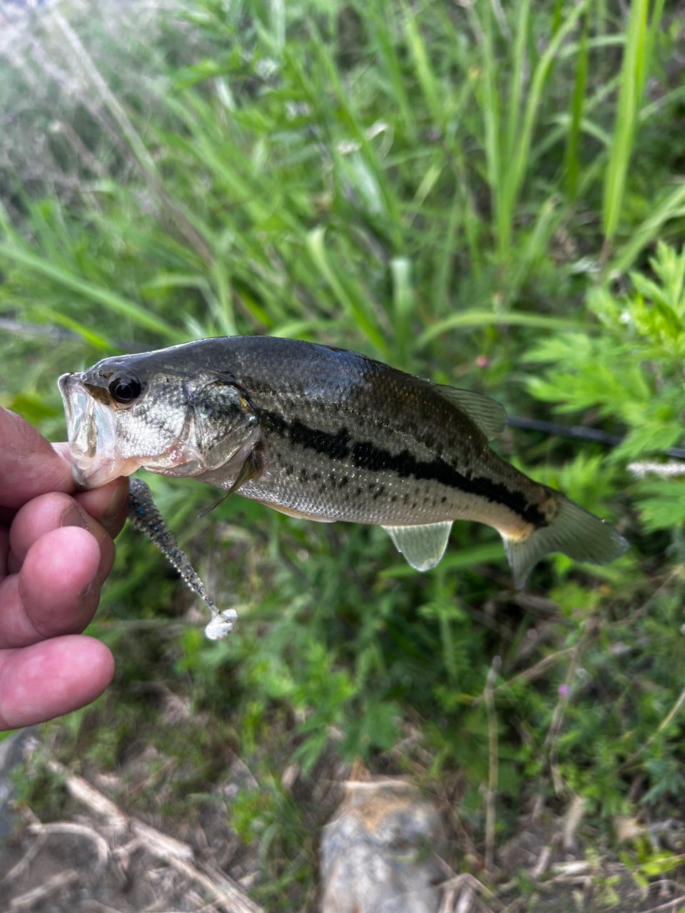 DAIWA 23ハートランド 702UL+FS-ST23の最安値・インプレ・釣果 | 本音
