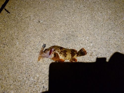 イソカサゴの釣果