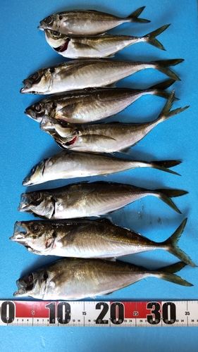 アジの釣果