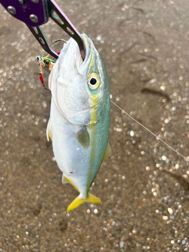 ワカシの釣果