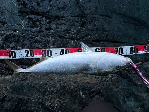 ハマチの釣果