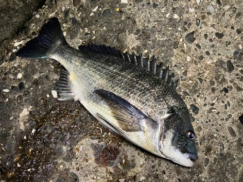 クロダイの釣果