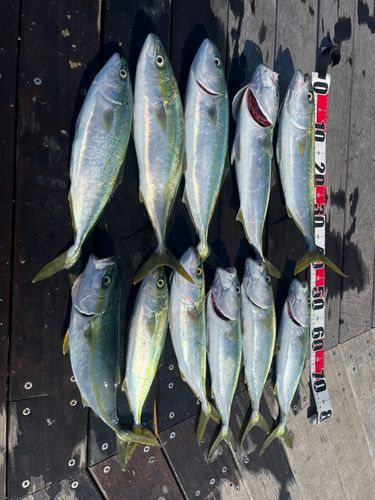 イナダの釣果