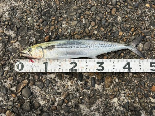 サゴシの釣果