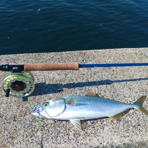 イナダの釣果
