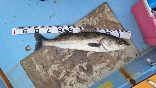スズキの釣果