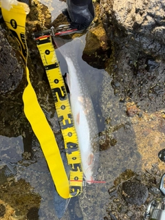 アメマスの釣果