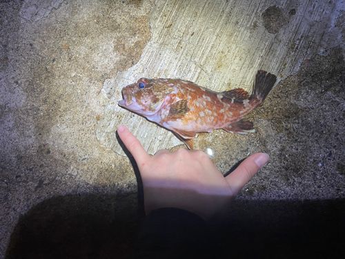 カサゴの釣果