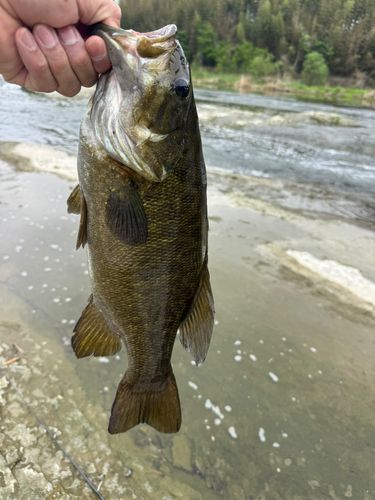 スモールマウスバスの釣果