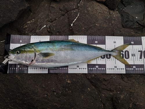 ワラサの釣果