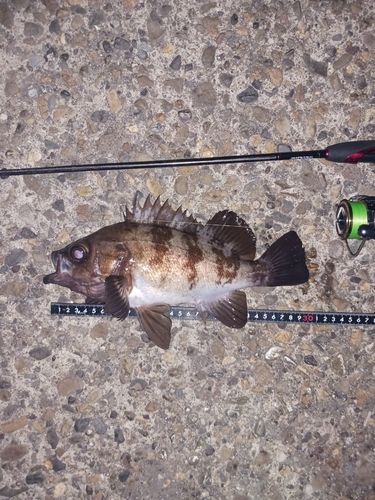 メバルの釣果