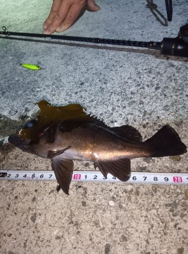 メバルの釣果
