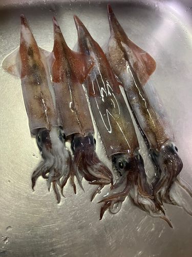 ヤリイカの釣果