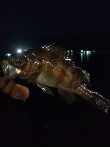 クロソイの釣果