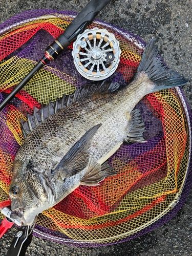 クロダイの釣果
