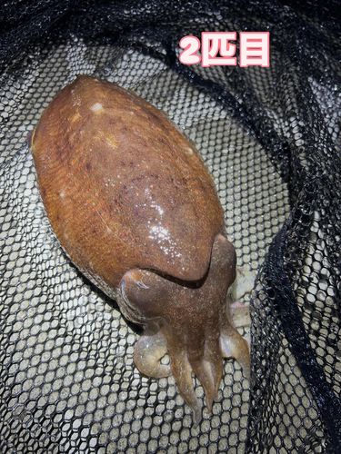 コウイカの釣果