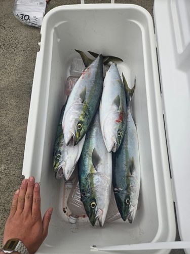 ブリの釣果