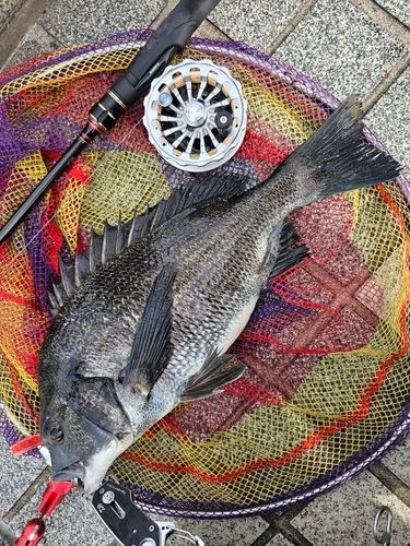 クロダイの釣果