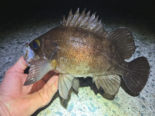 メバルの釣果