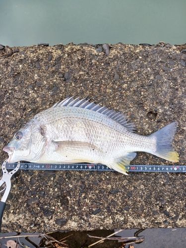 キビレの釣果
