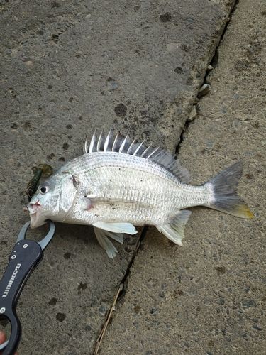 キビレの釣果