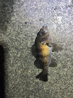 メバルの釣果