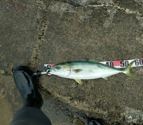 イナダの釣果