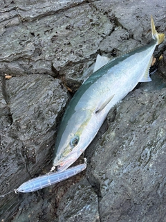 ハマチの釣果