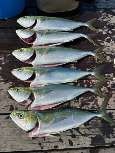 イナダの釣果