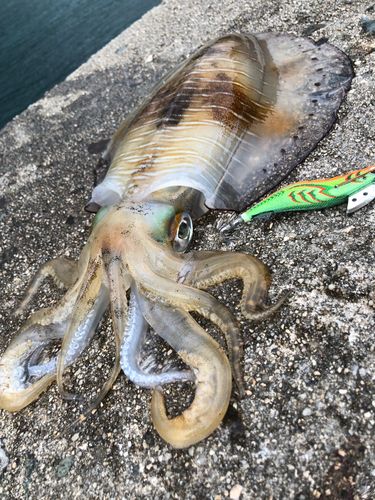 アオリイカの釣果