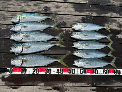 イナダの釣果