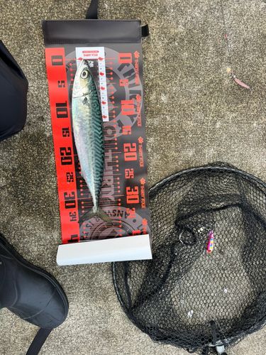 サバの釣果