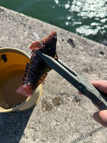 クジメの釣果