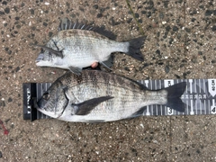 チヌの釣果
