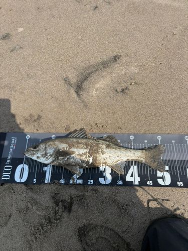 スズキの釣果