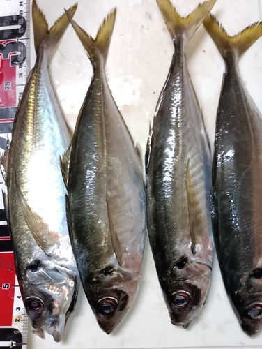 マアジの釣果