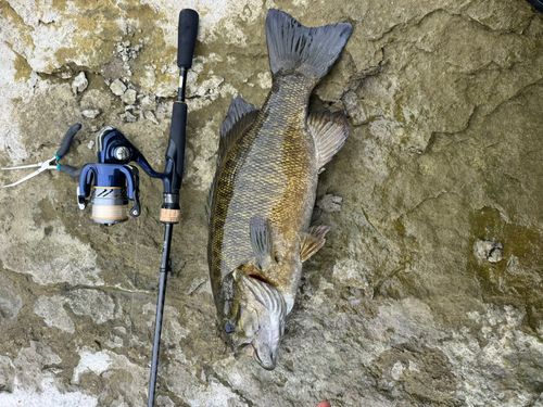 スモールマウスバスの釣果