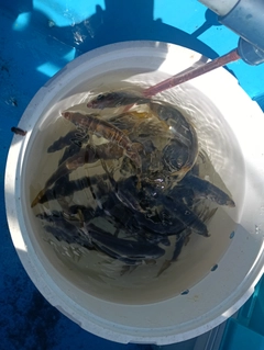 マアジの釣果