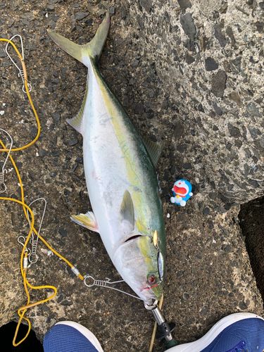 ハマチの釣果