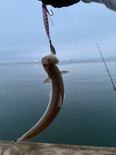 エソの釣果
