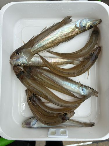 キスの釣果