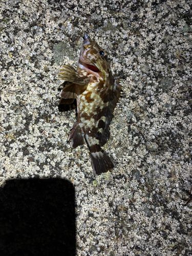 カサゴの釣果
