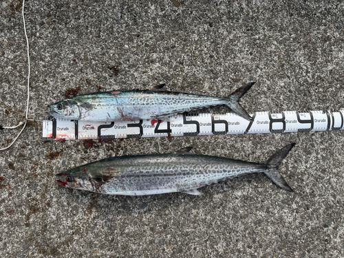 サワラの釣果