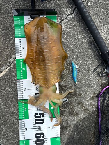 アオリイカの釣果