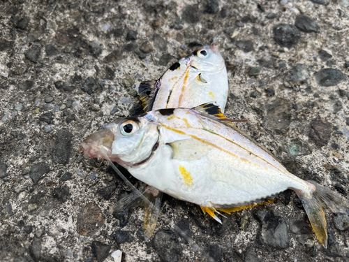 ヒイラギの釣果
