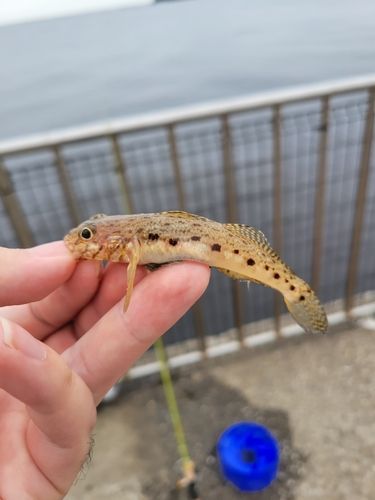 サビハゼの釣果