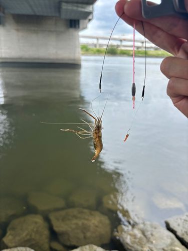 テナガエビの釣果
