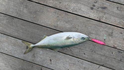 イナダの釣果