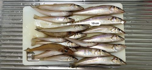 キスの釣果