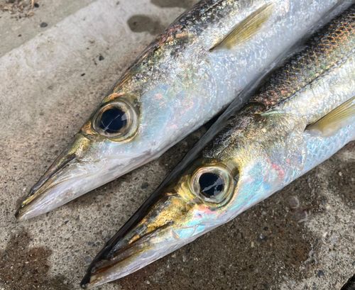 カマスの釣果